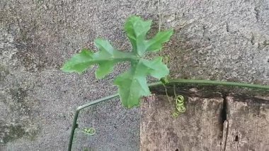 Bahçede yeşil yapraklar