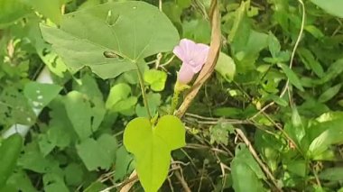 Bahçede yeşil yapraklar