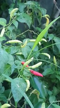 Bahçede yeşil biber