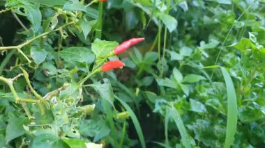 Bitkinin üzerine kırmızı biber.