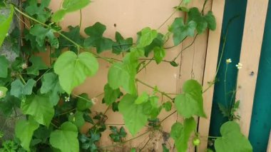 Beyaz arkaplanda yeşil sarmaşık yaprakları