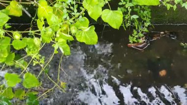 Ormanda güzel bir şelale