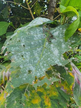 yeşil yapraklar, bitkiler ve yapraklar