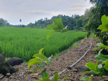 Köyde yeşil pirinç tarlası 