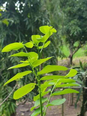 Köyde yeşil yapraklar 