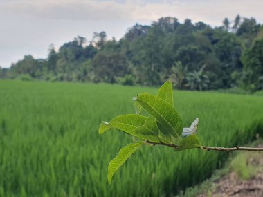 Yeşil yapraklar ve yeşil pirinç tarlaları 