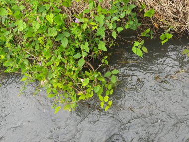 Bahçede yeşil yapraklar