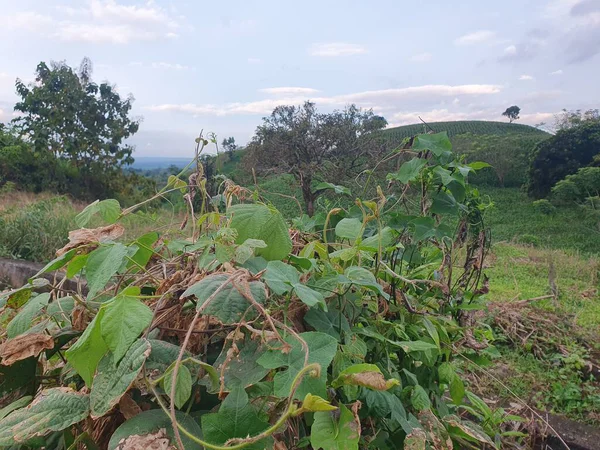 Tarlada yetişen yeşil bitkiler