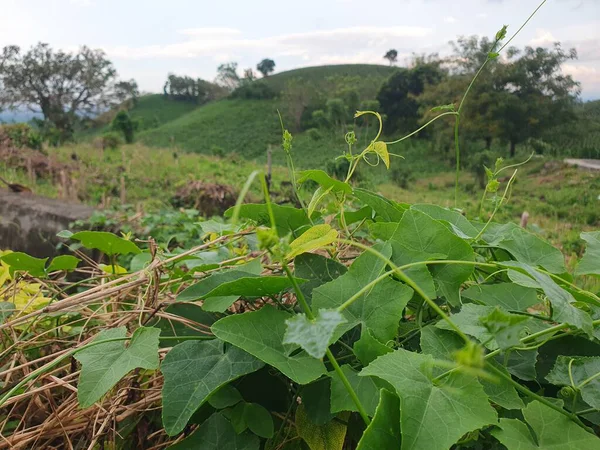 Yeşil yapraklar ve yeşil dağlar 