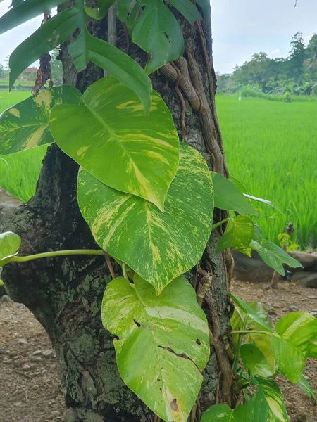 yeşil yapraklar, bitkiler ve yapraklar