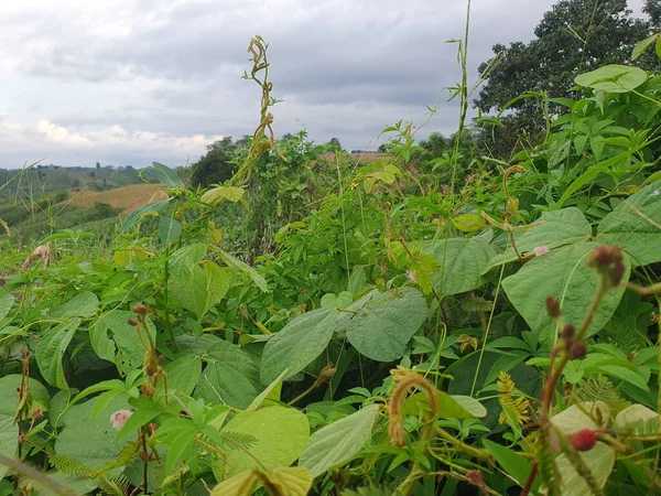 Bahçedeki yeşil bitki