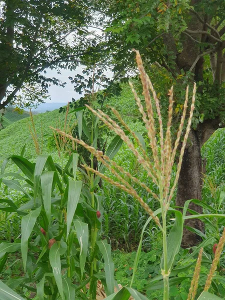 Köyde bir ağacı olan güzel bir manzara. 