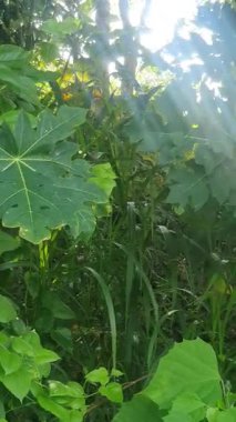 Yeşil yapraklar, yazın yeşillik.