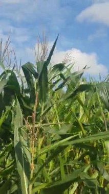 Sabah mısır tarlası.