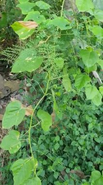 Bahçede yeşil yapraklar