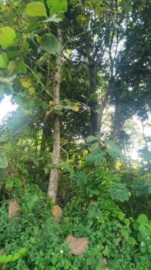 Ormanda yeşil yapraklar