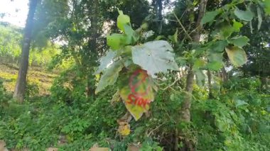 Ormanda yeşil yapraklar