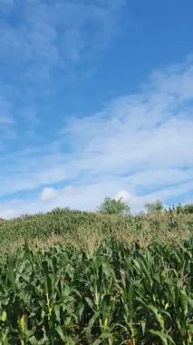 Sabah yeşil mısır tarlası