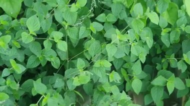 Bahçede yeşil yapraklar