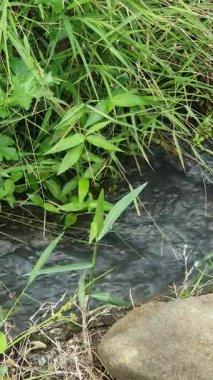 Su bahçedeki yeşil çimlerin arasından akıyor.