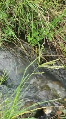 Nehir doğada, bitki örtüsü ve fauna