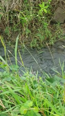 Bahçedeki yeşil çimenler