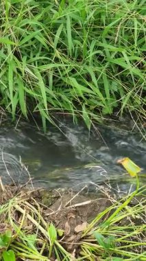 Ormandaki küçük gölet