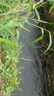 Su akıntısı olan nehir