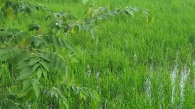 Sabah yeşil pirinç tarlası