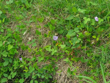 Bahçede yeşil yapraklar