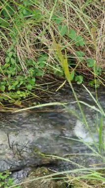 Su akıntısı ve küçük taşlarla yeşil çimlerin yakın plan çekimi.