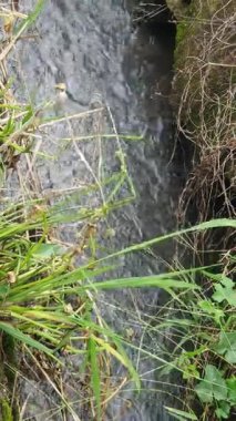 Ormanda güzel bir şelale.