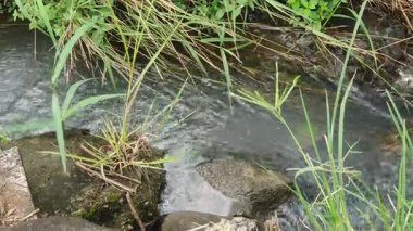 Ormanda güzel bir şelale