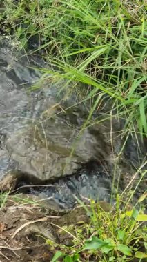 Ormandaki su akıntısı