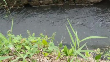 Ormandaki nehirdeki su