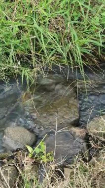Nehir yazın yeşil ormanda akıyor.