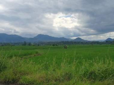 Pirinç tarlası ve bulutlu gökyüzü olan güzel bir manzara.