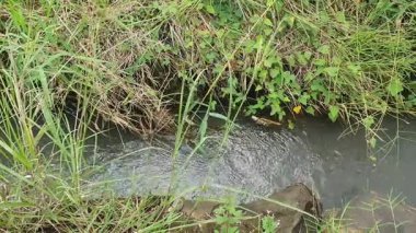 Ormanda akan bir su deresi.