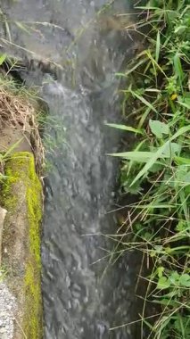 Ormanda güzel bir şelale