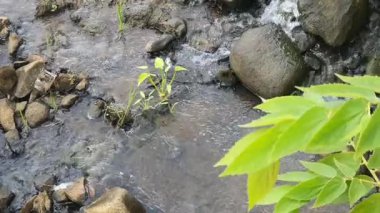 Ormanda güzel bir şelale