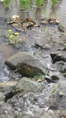 Nehre su damlaları damlıyor, kapatın.