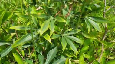 Bahçede yeşil yapraklar