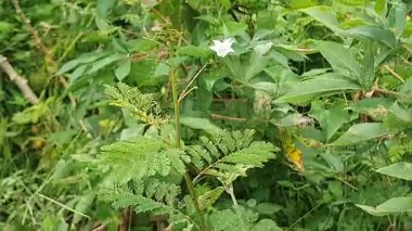 Ormanda yeşil yapraklar