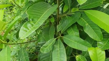 yeşil yapraklar, bitkiler ve yapraklar