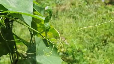 Güzel botanik fotoğrafı, doğal duvar kağıdı.