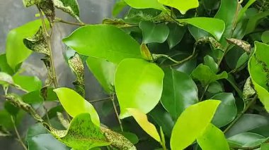 Bahçedeki bir ağacın yeşil yaprakları