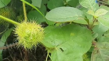 Güzel botanik fotoğrafı, doğal duvar kağıdı.