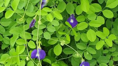 yeşil yapraklar, bitkiler ve yapraklar