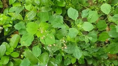 Bahçede yeşil yapraklar