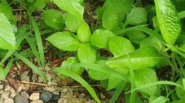 yeşil yapraklar, bitkiler ve yapraklar